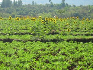 Sri Rangrao A. Patil